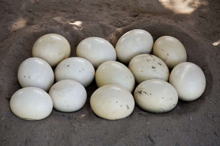Ostrich eggs in a scoop in the sandy groundの写真素材