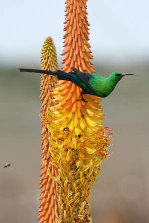 Malachite Sunbird and bees feeding on an Aloe Flowerの写真素材