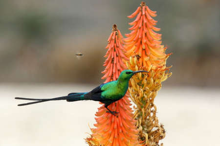 Malachite Sunbird and bees feeding on an Aloe Flowerの写真素材