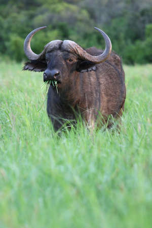African buffalo standing in and eating the lush green grassの写真素材