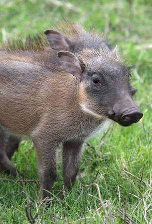 Cute little warthog piglet standing in green grassの素材 [FY3108531451]