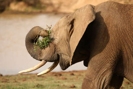 African elephant with green leaves in it's trunk and long tusksの写真素材