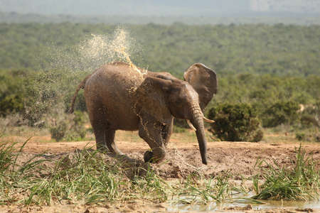 African elephant at a waterhole cooling down by spraying water on it's bodyの写真素材
