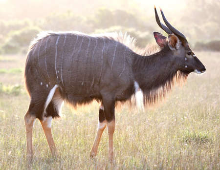 Nyala antelope ram backlit by late afternoon sunの写真素材