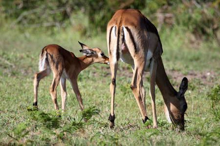 Baby Impala antelope with it's mother eating grassの写真素材