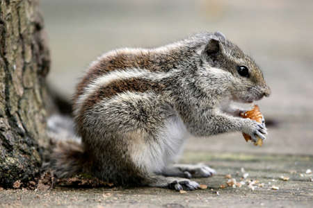 Three-striped palm squirrel from India eating a nut