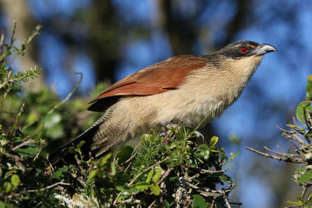 Burchell's coucal bird with a striking red eyeの写真素材