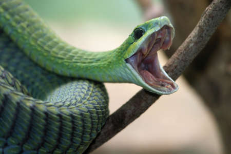 Venomous green boomslang snake with mouth open and coiled to strikeの写真素材