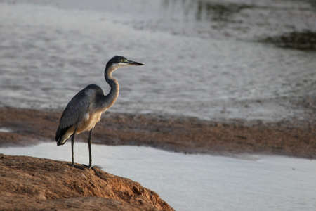 A large black headed heron standing at the edge of a pondの写真素材
