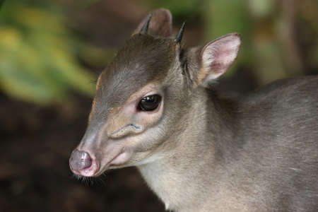 The very small and shy Blue Duiker antelope in a forest in South Africa