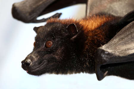 Flying Fox Fruit bat with brown fur and big round eyesの写真素材