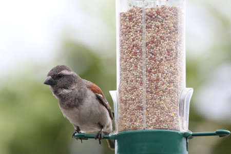 House sparrow bird on a bird feeder full of dried seedsの写真素材