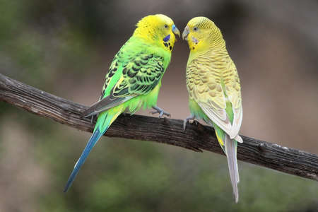 Pair of pretty budgerigar birds preparing to mateの写真素材