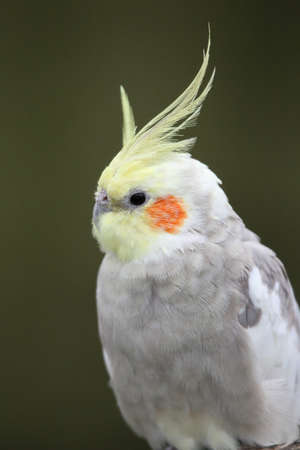 Cockatiel bird with yellow crest and orange cheek patchの写真素材