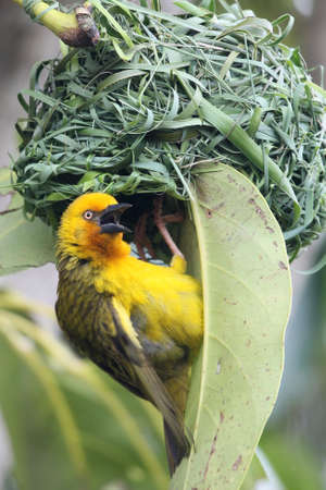 Cape weaver bird male calling at the entrance to it