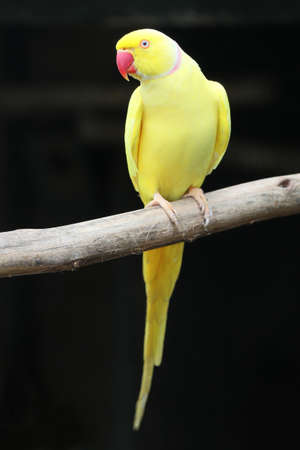 Yellow Ring-neck parrot perched on a branchの写真素材