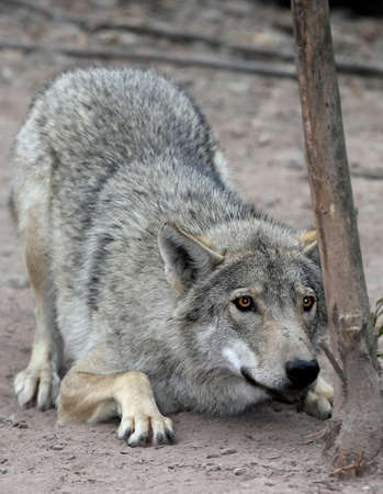 Timber or grey wolf crouched and about to pounce