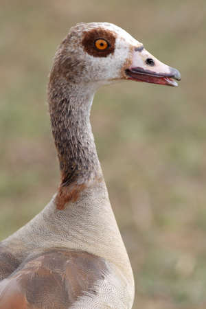 Egyptian goose water fowl bird with beautiful brown feathers