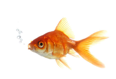 Beautiful goldfish blowing bubbles in clear waterの写真素材