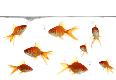 Beautiful goldfish blowing bubbles in clear waterの写真素材