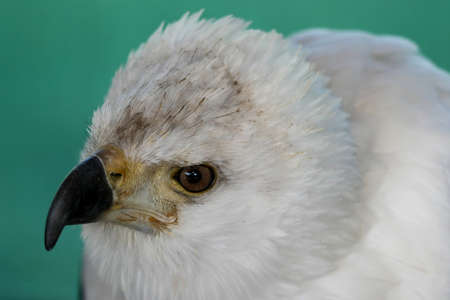 Fish Eagle raptor bird with large hooked beakの写真素材