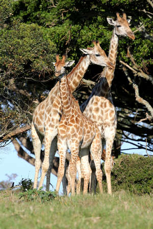 Family of three giraffes standing next to a tall tree in the African wildの写真素材