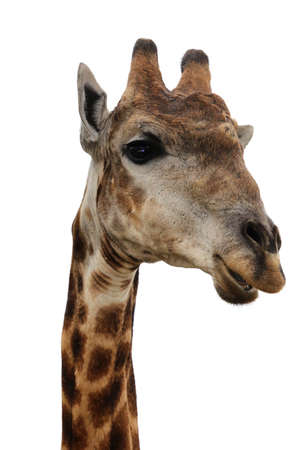 Portrait of a Giraffe isolated on white backgroundの写真素材