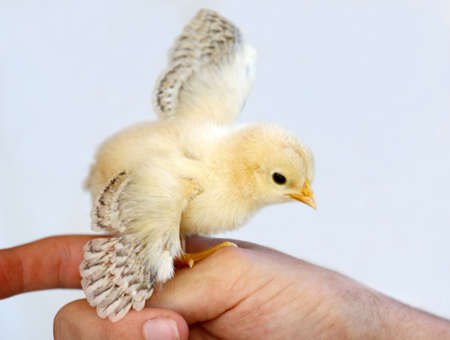 Tiny yellow chicken with it's wings outspread and perched on a fingerの写真素材
