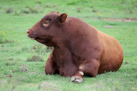 Large Brangus cattle resting on the ground and chewing the cudの写真素材