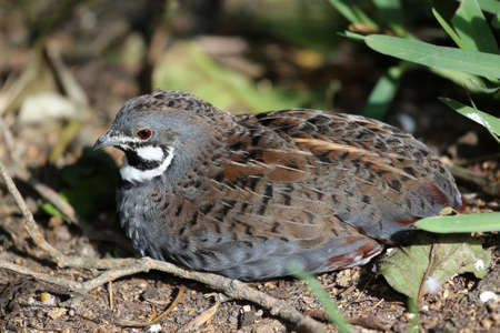 Chinese Painted Quail with beautiful markings  resting in the undergrowthの写真素材
