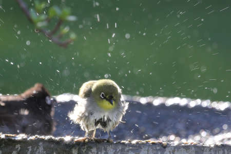 Small white-eye bird enjoying a bath in the sunの写真素材