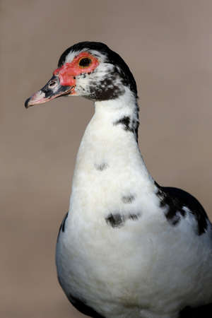 Black and White Muscovy duck with red faceの写真素材