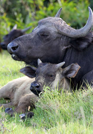 Buffalo cow protecting it's young calf at it's sideの写真素材