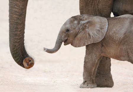 Cute baby African elephant reaching out with it's trunk to it's motherの写真素材