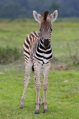 Cute small baby Plains zebra from Africaの写真素材