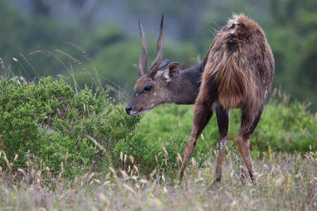 Beautiful Bushbuck antelope from South Africa eating leavesの写真素材