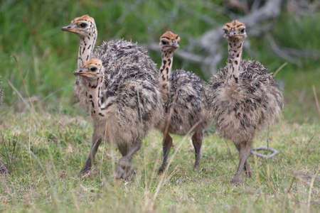 Baby ostriches from Africa running on the green grassの写真素材
