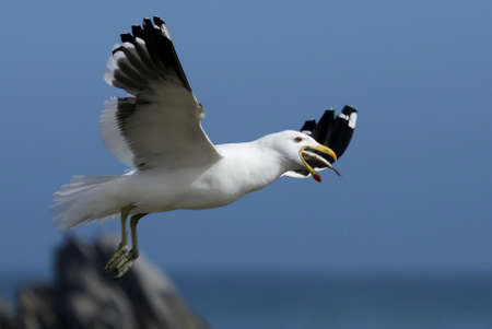 Kelp Seagull flying with afish in it's beak