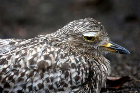 Spotted thick-knee or dikkop bird on the groundの写真素材