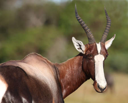 Bontebok antelope with long ringed horns and white faceの写真素材