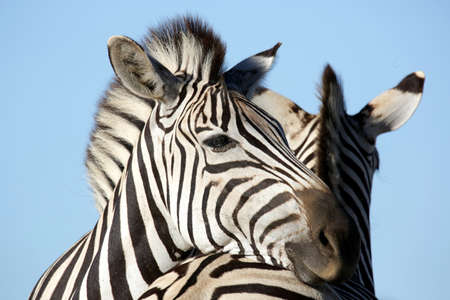 Zebra animal resting it's head affectionately on it's friend's backの写真素材