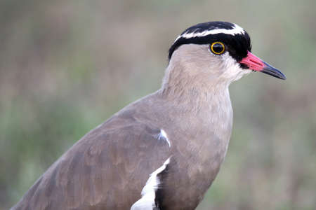 Beautiful crowned plover bird with black head and orange beak
