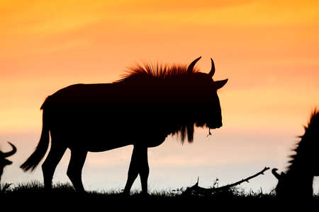 Wildebeest antelope sihoueteed against the orange sunset sky