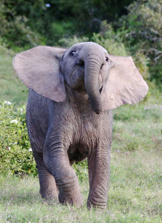 Baby elephant mock chaging out of the African bushの写真素材