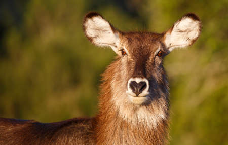 Portrait of a female waterbuck with large ears and shaggy coatの写真素材