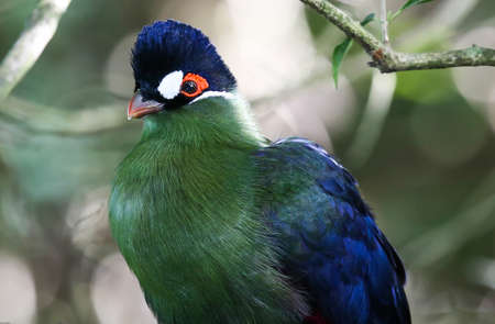 Portrait of a purple crested turaco or loerie birdの写真素材