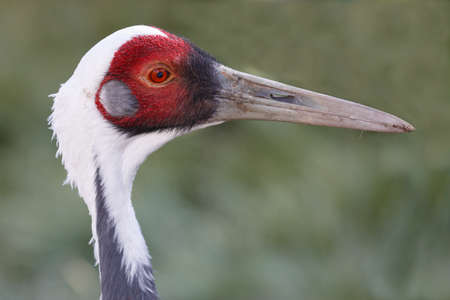 Portrait of a beautiful white-naped crane bird with a long beakの写真素材