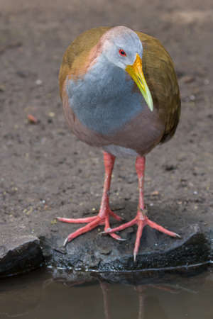 Giant Woodrail bird standing at the edge of the waterの写真素材