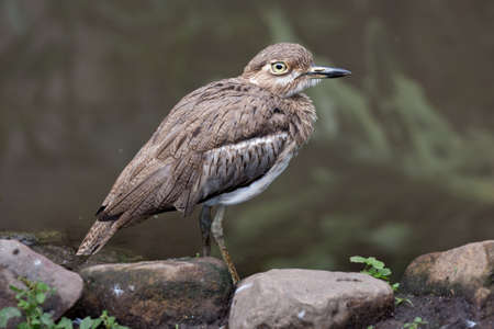 Water Dikkop or Thick-knee bird next to a pondの写真素材