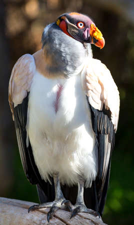 Striking King Vulture bird with large orange beakの写真素材